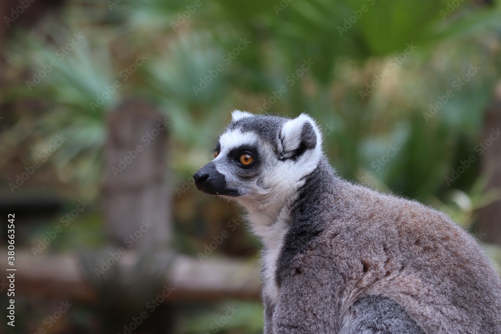 Fototapeta premium Maki Catta