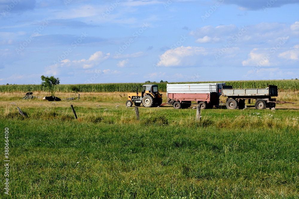 A view of a vast field, meadow or pastureland with some black cows grazing and a single tractor used for harvesting fields and gathering yield visible on a cloudy summer day in Poland A view of a vast field, meadow or pastureland with some black cows grazing and a single tractor used for harvesting fields and gathering yield visible on a cloudy summer day in Poland
