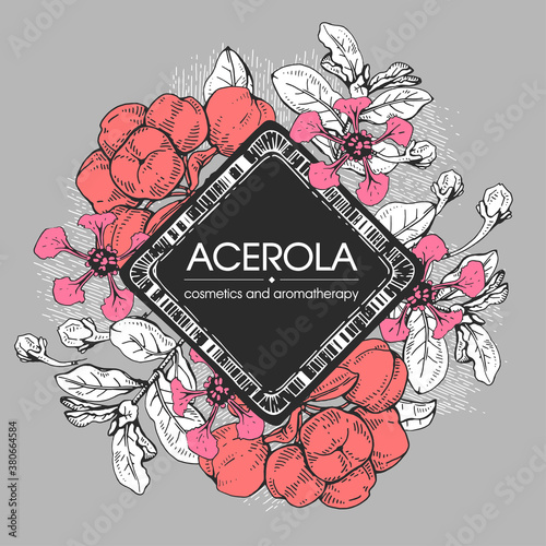 Frame with branch acerola cherry, fruit, flower . Detailed hand-drawn sketches, vector botanical illustration.