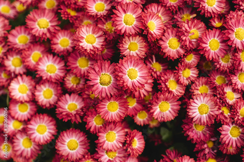 The autumn Flowers, chrysanthemum flowers wallpaper background.
