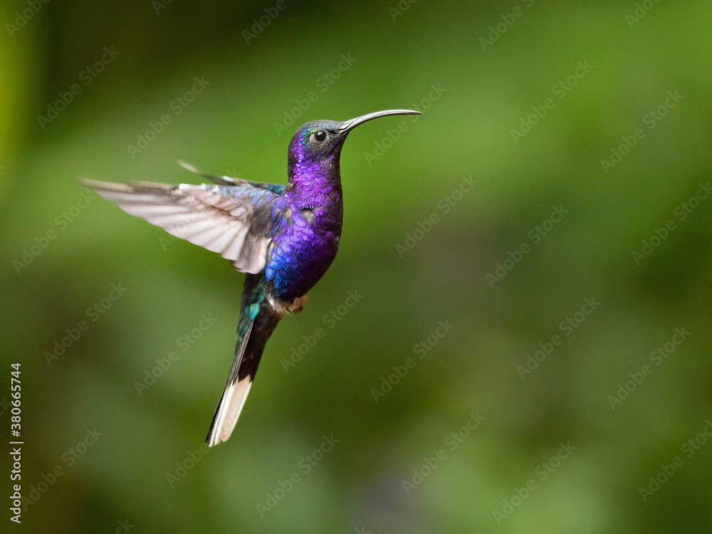 Fototapeta premium The violet sabrewing (Campylopterus hemileucurus) is a very large hummingbird native to southern Mexico and Central America as far south as Costa Rica and western Panama.