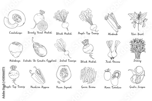 Fresh food. Set of vegetables.