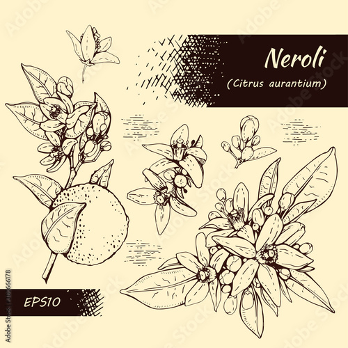 Collection of bitter orange flowers, buds, fruits . Detailed hand-drawn sketches, vector botanical illustration.