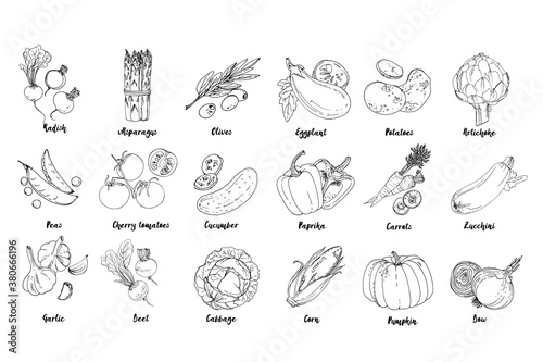 Set of drawn colored vegetables. Fresh harvest. Farm products. Pumpkin, asparagus, olives, peas, cherry tomatoes, cucumber, garlic, beets, cabbage, Eggplant, potatoes, artichokes, peppers, carrots © vaneeva