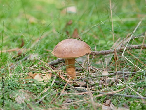 eine schöne Braunkappe auf einer kleinen Lichtung, die Pilzzeit hat begonnen