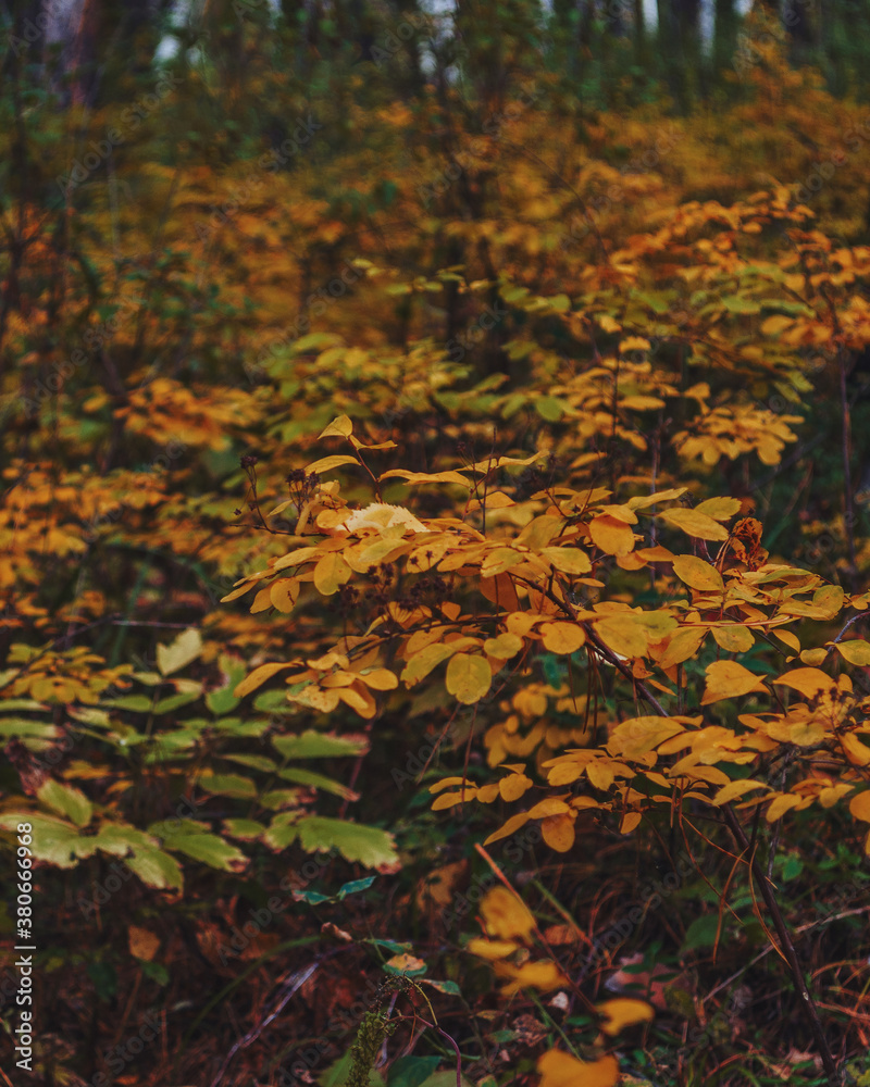 yellow leaf in autumn forest yellow leaf in autumn forest