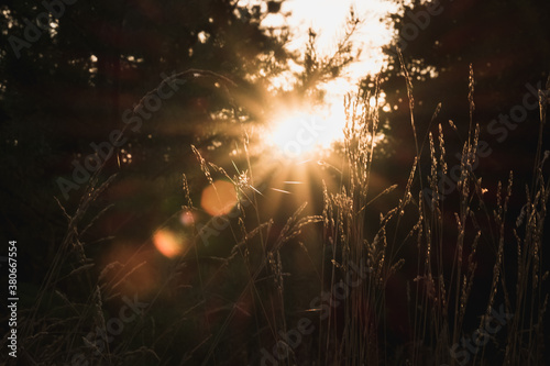 sun shining through the trees