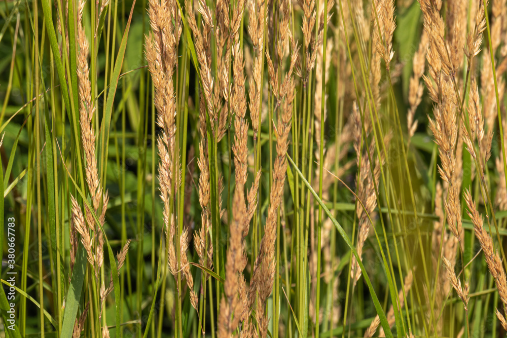 beautiful Golden and green plants in the garden beautiful Golden and green plants in the garden