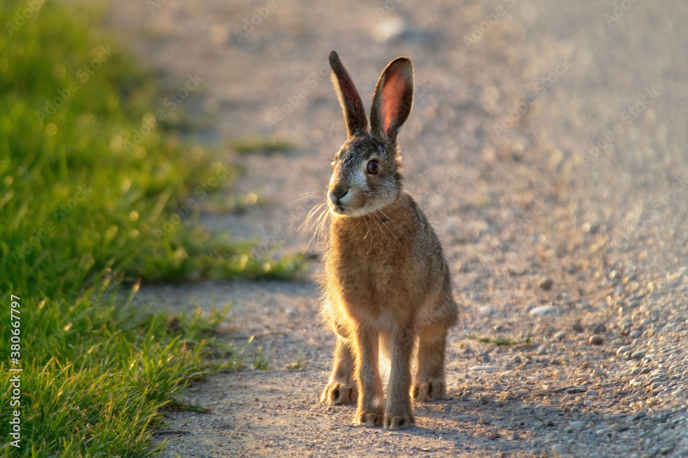 Fototapeta premium Wild brown hare (Lepus europaeus) looking with alerted ears on a green field in spring.