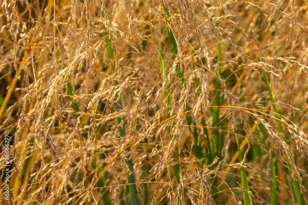 beautiful Golden and green plants in the garden beautiful Golden and green plants in the garden