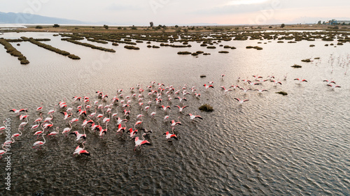 Pink flamingos in their natural environment with drone shooting