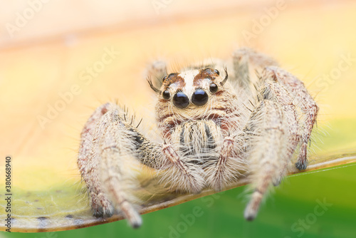 Jumping spider on the leaf