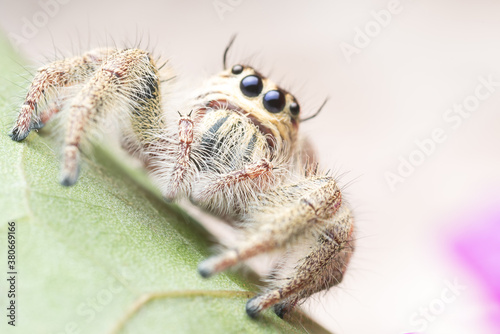Jumping spider on the leaf © joneyut
