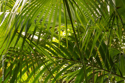 natural large green palm trees and plants in the rainforest