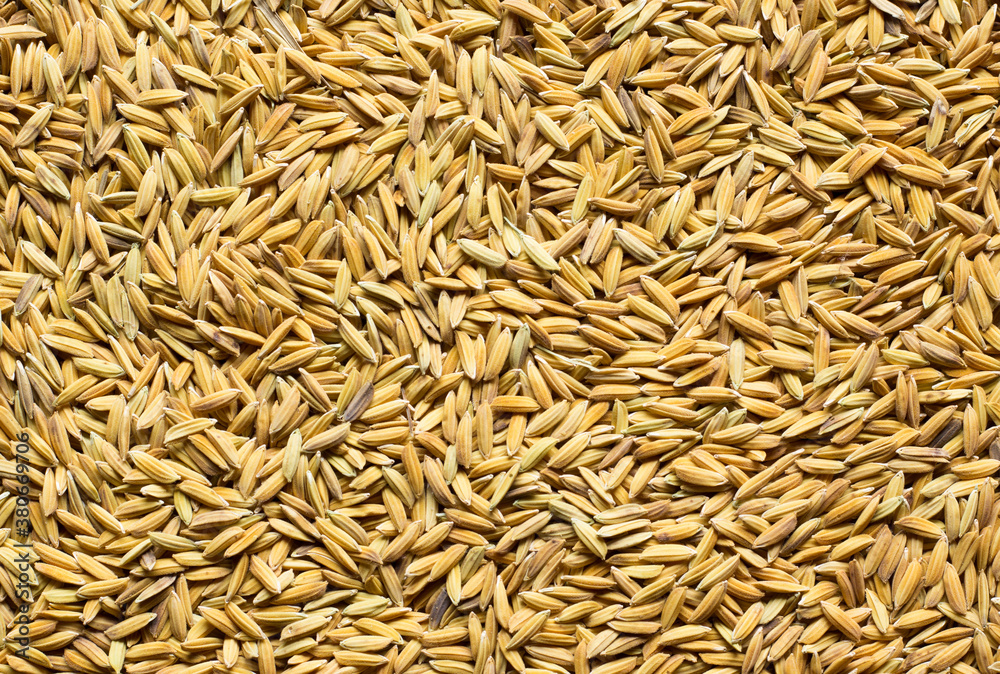 close up of rice seeds background
