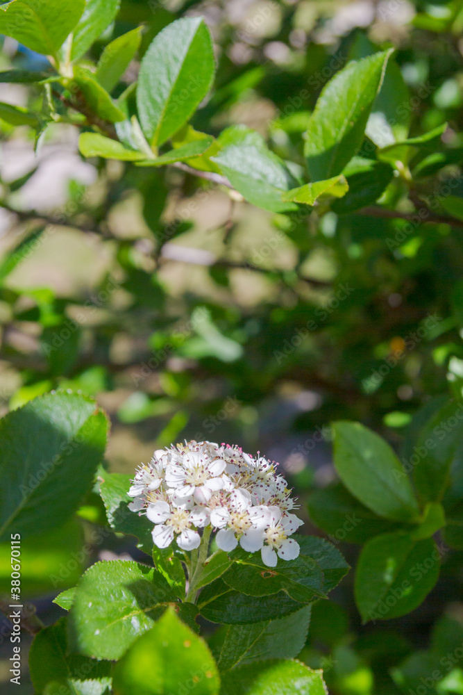 White flowers of a flowering Bush of black-fruited mountain ash in summer White flowers of a flowering Bush of black-fruited mountain ash in summer