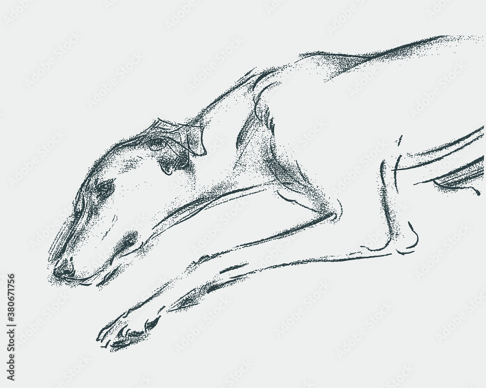 Fototapeta premium Vector drawing of lying tired greyhound