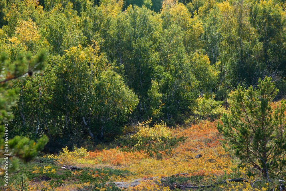 View of the glowing forest in early autumn on a Sunny day View of the glowing forest in early autumn on a Sunny day