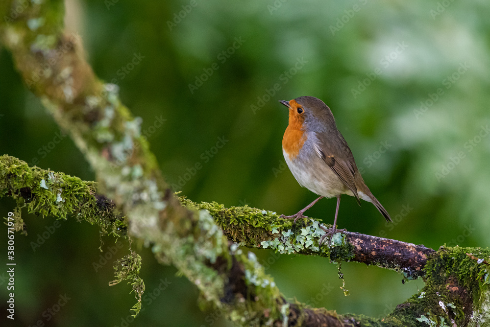 Fototapeta premium Robin perched on a tree branch in a garden in Scotland