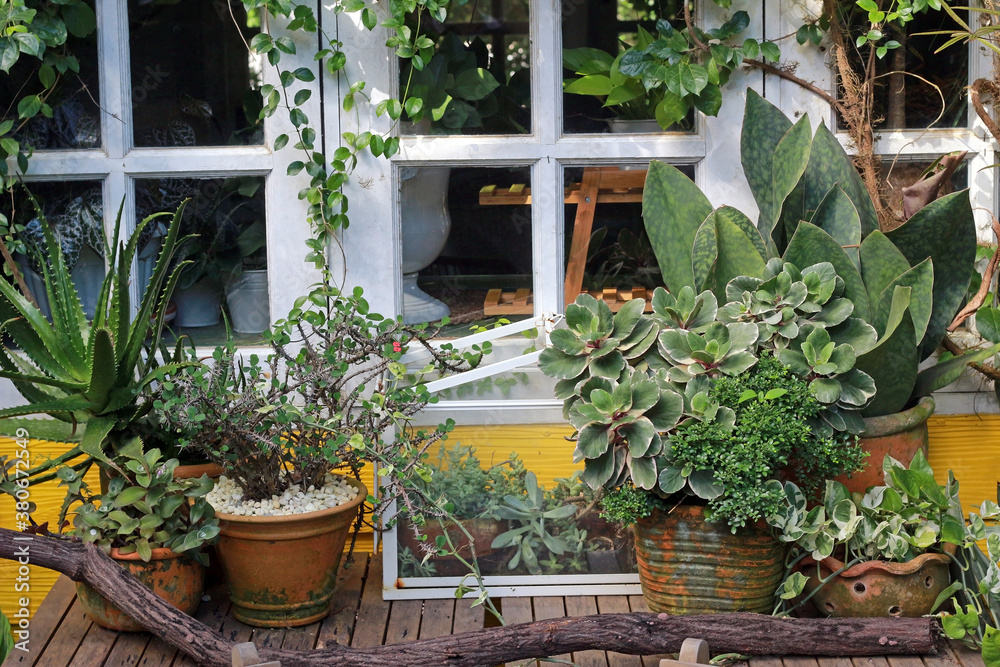 Garden details: Table top decoration under a window with potted plants and a terrarium