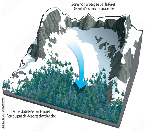 Avalanches - Le rôle de la forêt