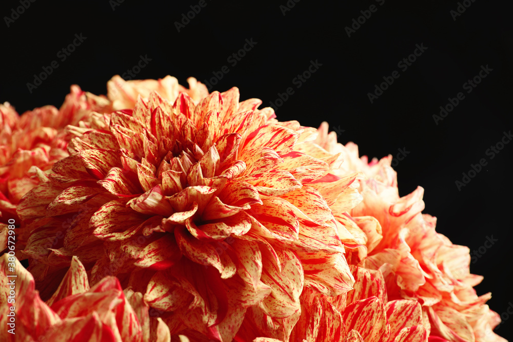 Beautiful coral dahlia flowers on black background, closeup