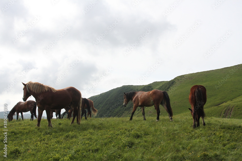 a herd of horses grazes on a meadow against a background of mountains a herd of horses grazes on a meadow against a background of mountains