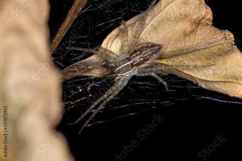 Nursery Web Spider of the Family Pisauridae photo