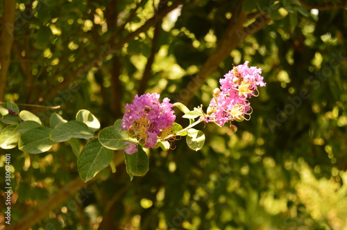 pink flowers in the garden