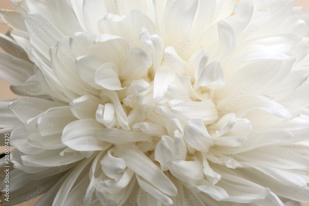 Beautiful white aster as background, closeup. Autumn flower Beautiful white aster as background, closeup. Autumn flower