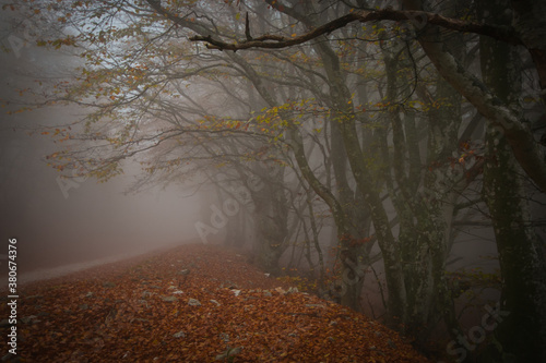 Dark view of park of Monte Cucco during autumn day of fog, Umbria, Italy