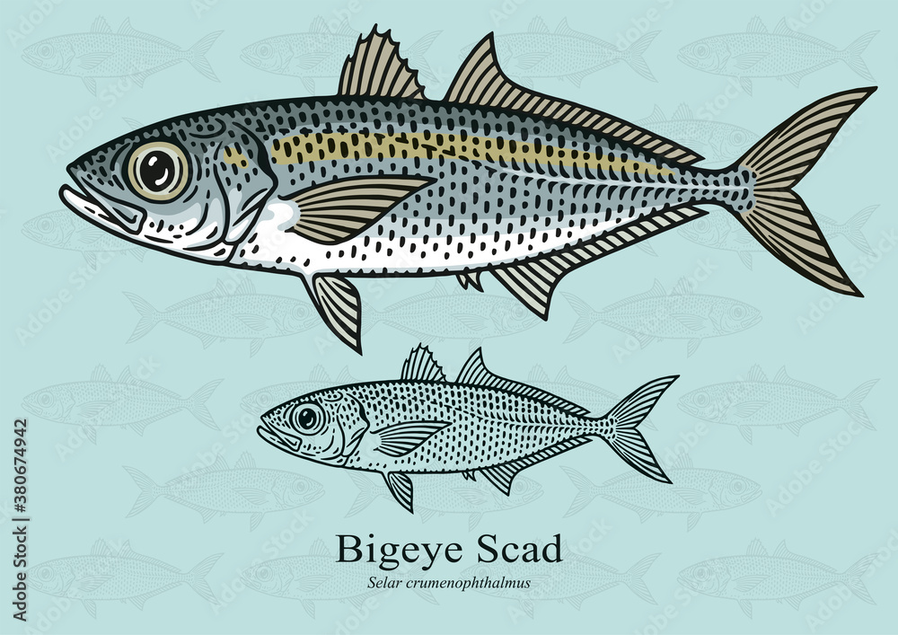 Bigeye Scad. Vector illustration with refined details and optimized stroke that allows the image to be used in small sizes (in packaging design, decoration, educational graphics, etc.)
Bigeye Scad. Vector illustration with refined details and optimized stroke that allows the image to be used in small sizes (in packaging design, decoration, educational graphics, etc.)