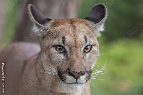 Eine Puma Dame mit hübschem Gesicht