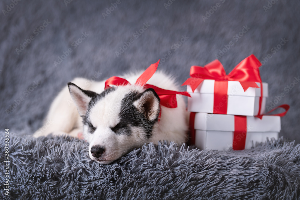 A small white dog puppy breed siberian husky with red bow and gift boxes sleep on grey carpet. Perfect birthday and Christmas present for your child