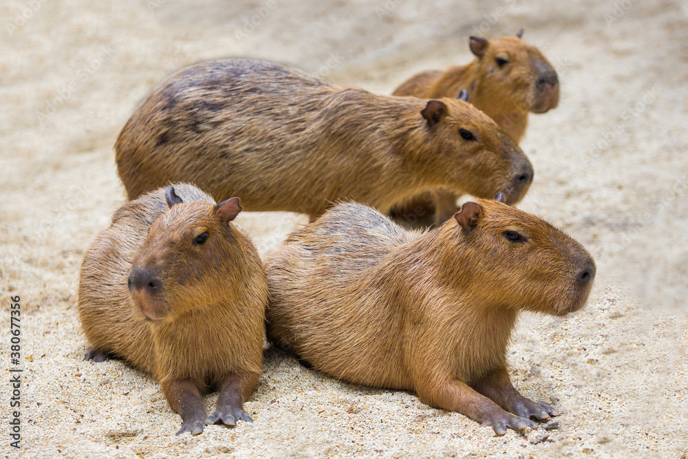 Two capybara mice displayed in the zoo. Two capybara mice displayed in the zoo.