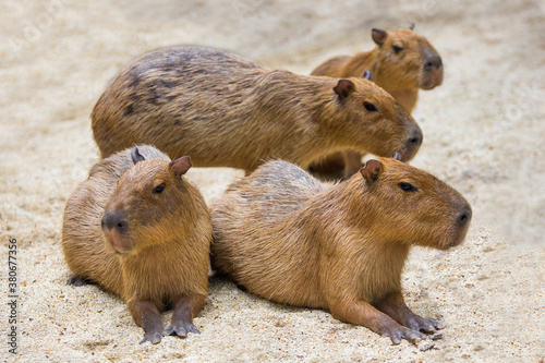 Two capybara mice displayed in the zoo. photo