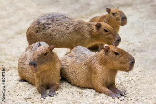 Foto Two capybara mice displayed in the zoo.