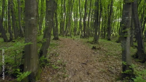 Wallpaper Mural Walking on a Trail forest. POV crane shot in the woods with high thin green trees in sunny day. Stablize Personal perspective of walking on a path in the forest. Torontodigital.ca