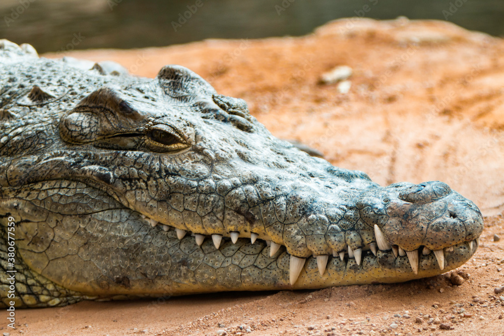 Obraz premium Cocodrilo