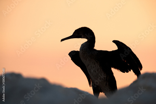 Socotra cormorant during sunrise  Bahrain