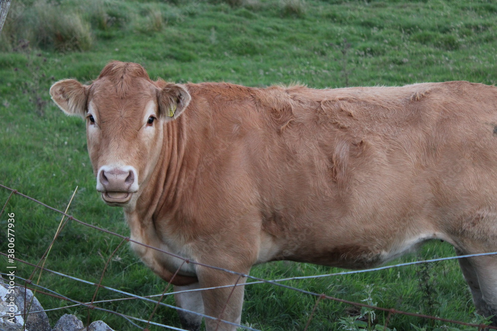 Cow looks straight at the camera