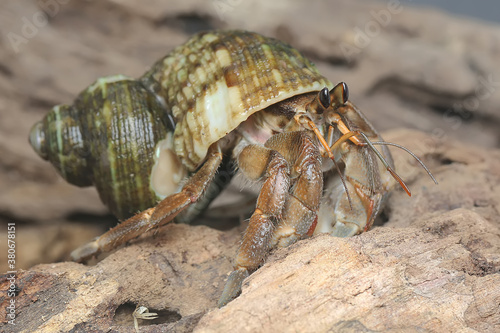 A hermit crab (Paguroidea sp)  on wood.