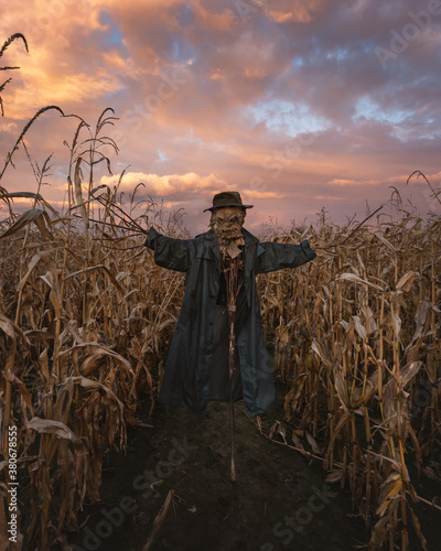 Εκτύπωση καμβά Scary scarecrow in a hat on a cornfield in orange sunset background