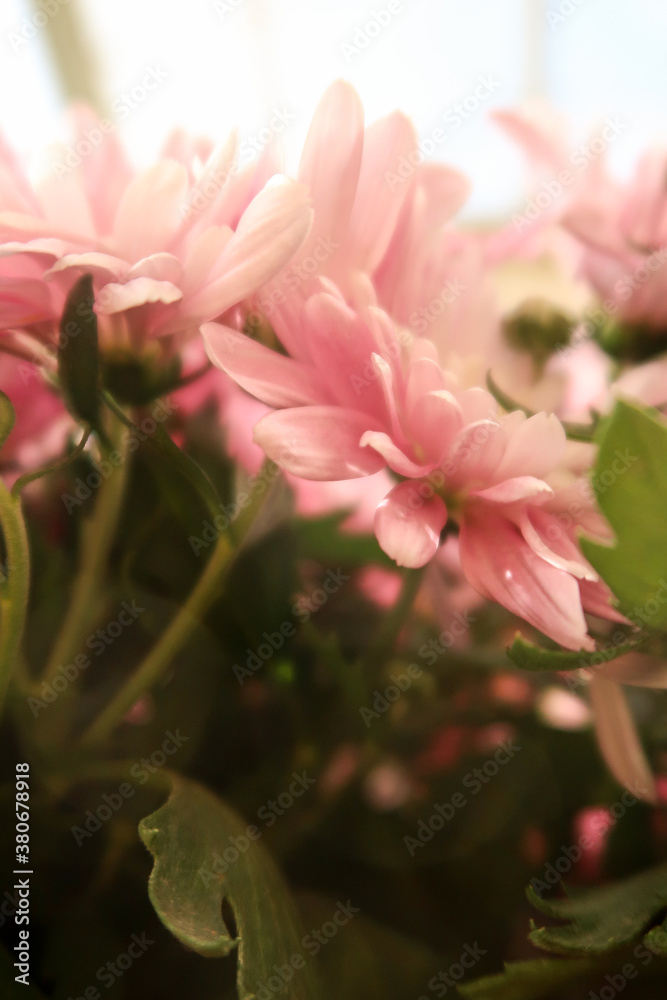 Soft pink chrysanthemums on a clear sunny day Soft pink chrysanthemums on a clear sunny day