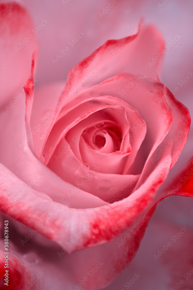 Pink rose close up with water drops .Birthday card.