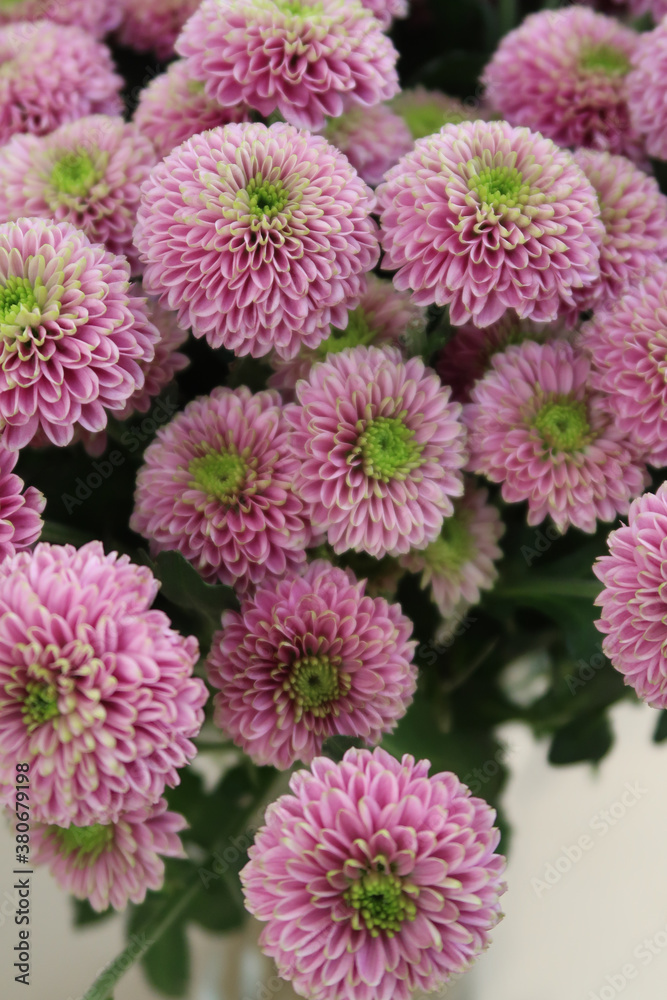 Bright pink spherical chrysanthemums on a bright Sunny day