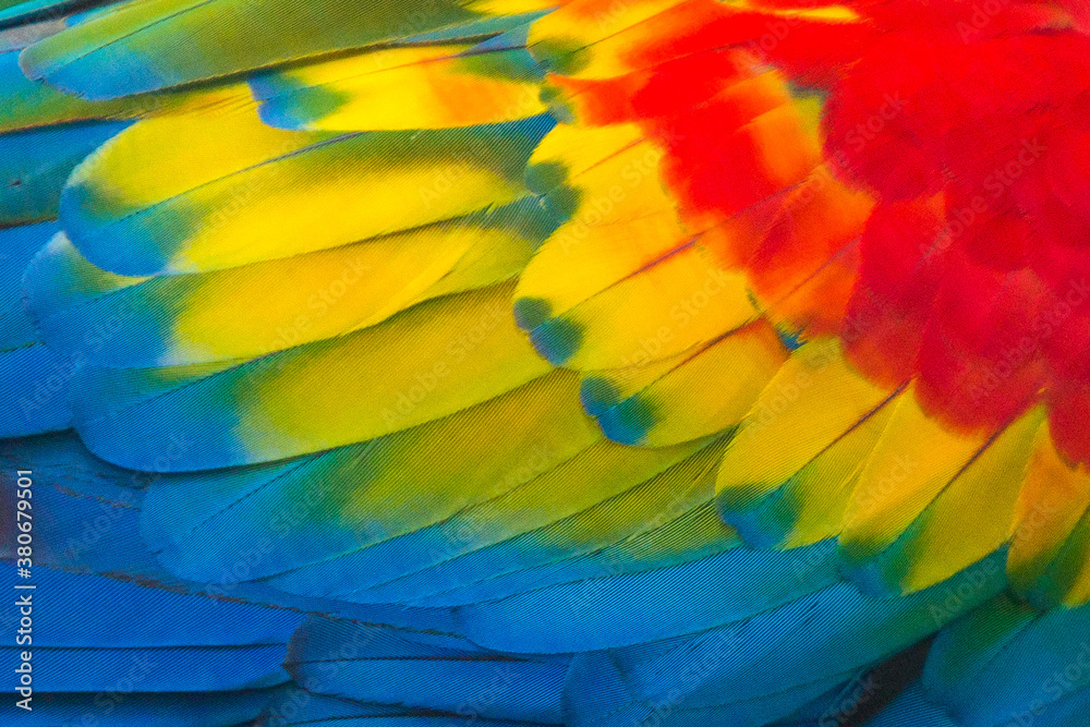 Fototapeta premium Various colors of macaw parrot wing feathers