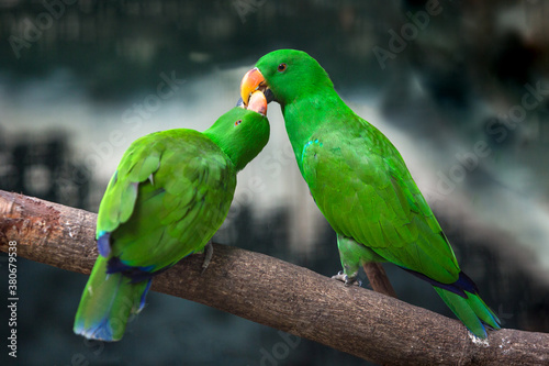 Two beautiful green parrots on the branches