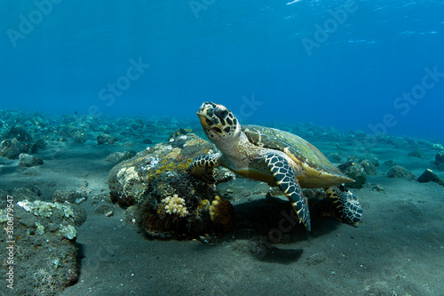 Hawksbill Turtle - Eretmochelys imbricata. Underwater world of Tulamben  Bali  Indonesia.
