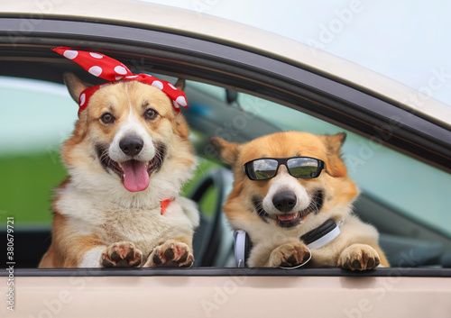 Canvas Print two happy Corgi dogs poked their muzzles and paws out of the window of a passing